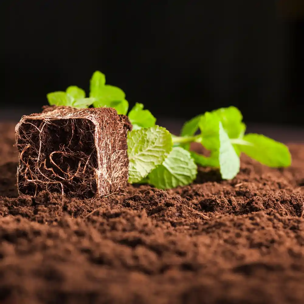 Improving   Soil   Quality   with   Coherent   Water